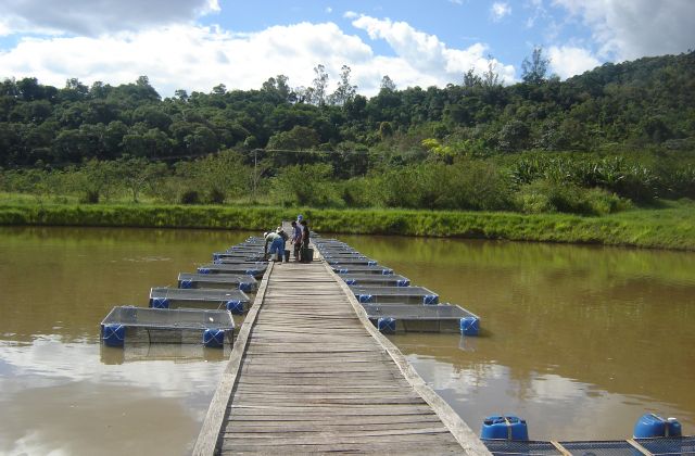A inovação vai atuar diretamente na cadeia produtiva da tilápia, espécie de água doce mais consumida no Brasil. Foto: Divulgação.